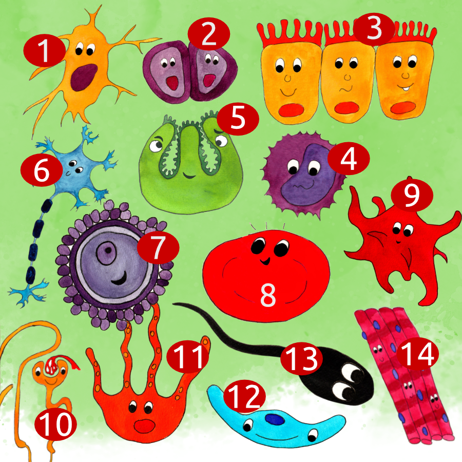 Poznáš, která buňka je oocyt?